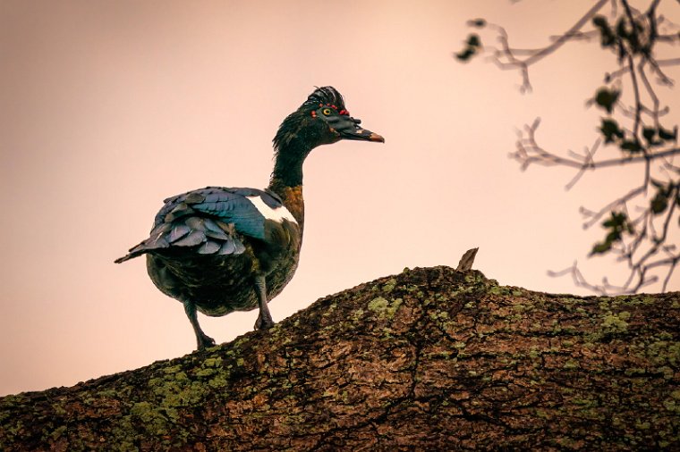 150 Zuid Pantanal, muskuseend.jpg
